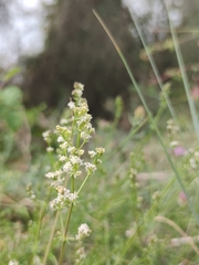 Galium lucidum