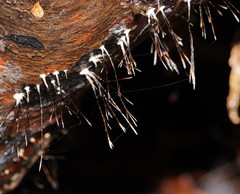 Xylaria filiformis