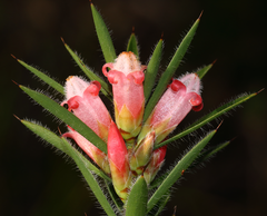 Astroloma stomarrhena