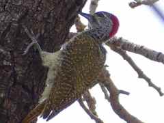 Campethera punctuligera