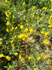 Linaria spartea
