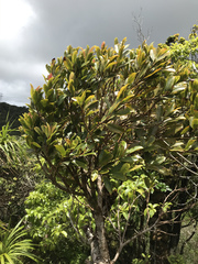 Syzygium sandwicense