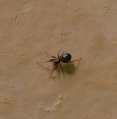 Phrurolithus
