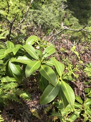 Psychotria mariniana