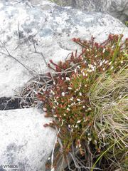Roella amplexicaulis
