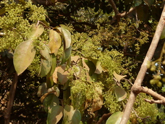 Reissantia grahamii