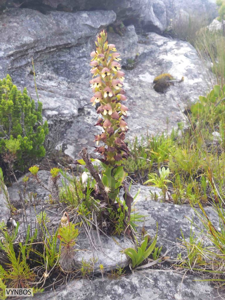 Disa cornuta