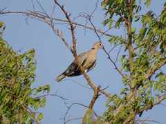 Streptopelia vinacea