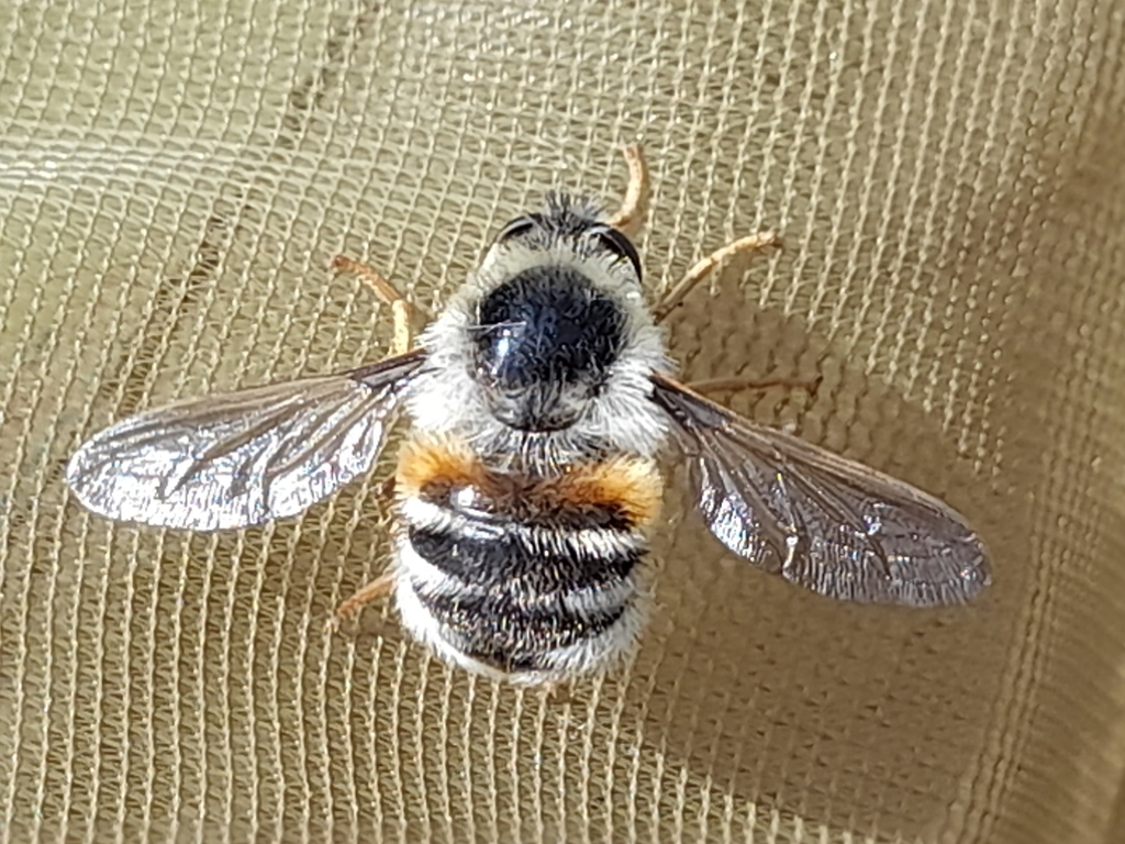 Fallenia fasciata