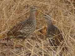 Pternistis bicalcaratus