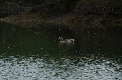 Alopochen aegyptiaca