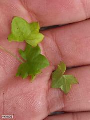 Centella macrodus