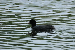 Fulica atra