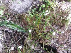 Roella amplexicaulis