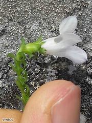 Roella amplexicaulis