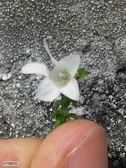 Roella amplexicaulis