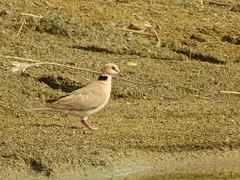 Streptopelia vinacea