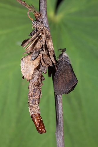 Canephora hirsuta (Poda, 1761)