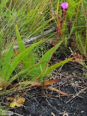 Drosera cuneifolia