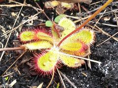 Drosera cuneifolia