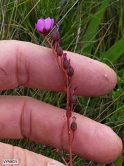 Drosera cuneifolia