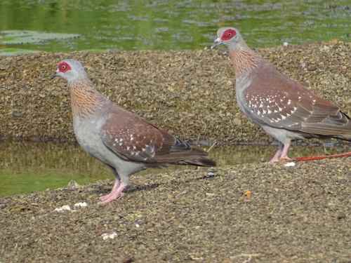 Speckled Pigeon
