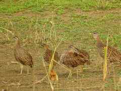 Pternistis bicalcaratus