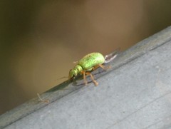 Polydrusus pterygomalis