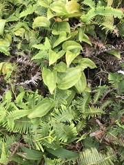 Smilax melastomifolia