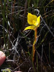 Disa tenuifolia