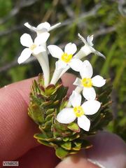 Gnidia tomentosa