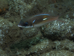 Scolopsis xenochrous