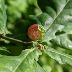 Neuroterus quercusbaccarum