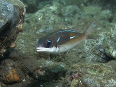 Scolopsis xenochrous