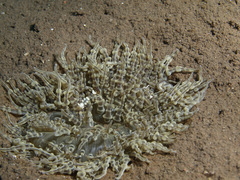 Ancylocaris brevicarpalis