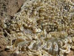 Ancylocaris brevicarpalis