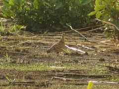 Pterocles quadricinctus