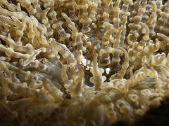 Ancylocaris brevicarpalis