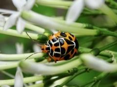 Antestiopsis anchora