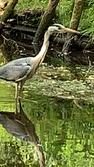 Ardea cinerea