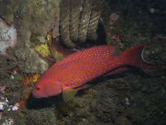 Variola albimarginata