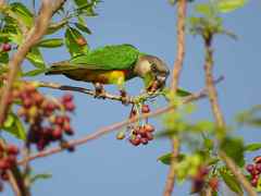 Poicephalus senegalus