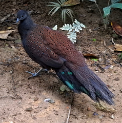 Polyplectron inopinatum