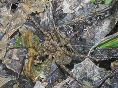 Arctosa maculata