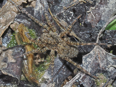 Arctosa maculata