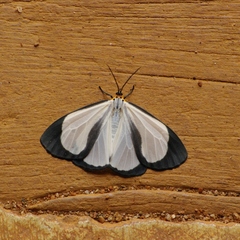 Xylecata biformis