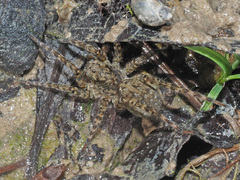 Arctosa maculata