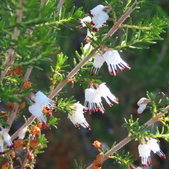Erica simulans