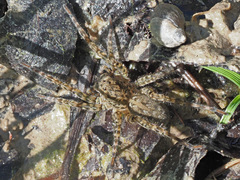 Arctosa maculata