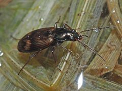 Bembidion dentellum